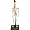 Anatomical Skeleton Model