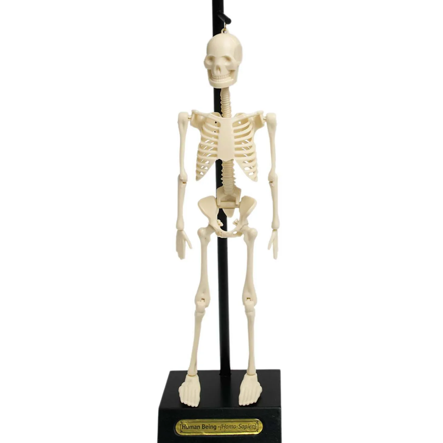Anatomical Skeleton Model
