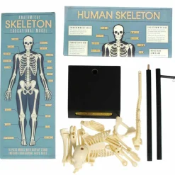 Anatomical Skeleton Model