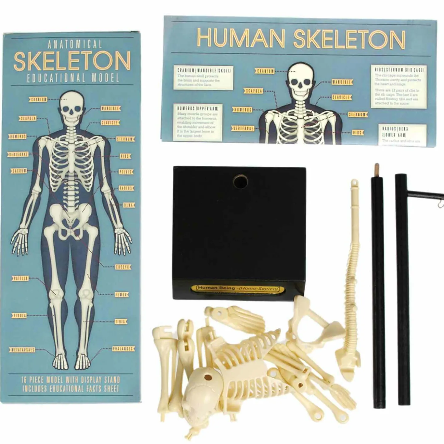 Anatomical Skeleton Model