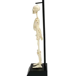 Anatomical Skeleton Model