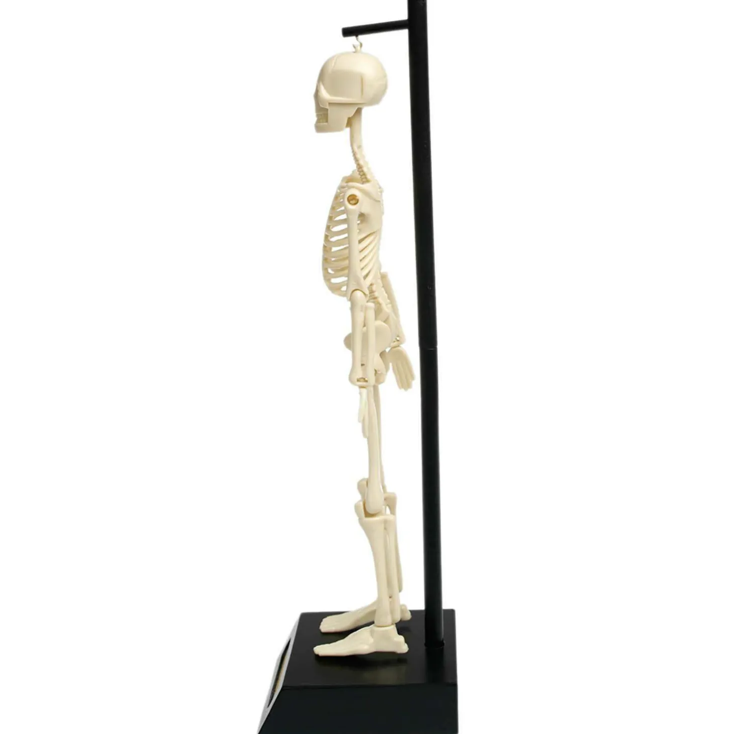 Anatomical Skeleton Model