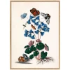 Butterflies and Blue Print with Oak Frames