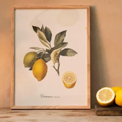 Common Lemon Branch Print with Oak Frame