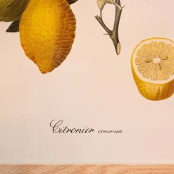 Common Lemon Branch Print with Oak Frame