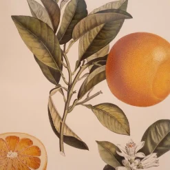 Crowned Bitter Orange Print with Oak Frame