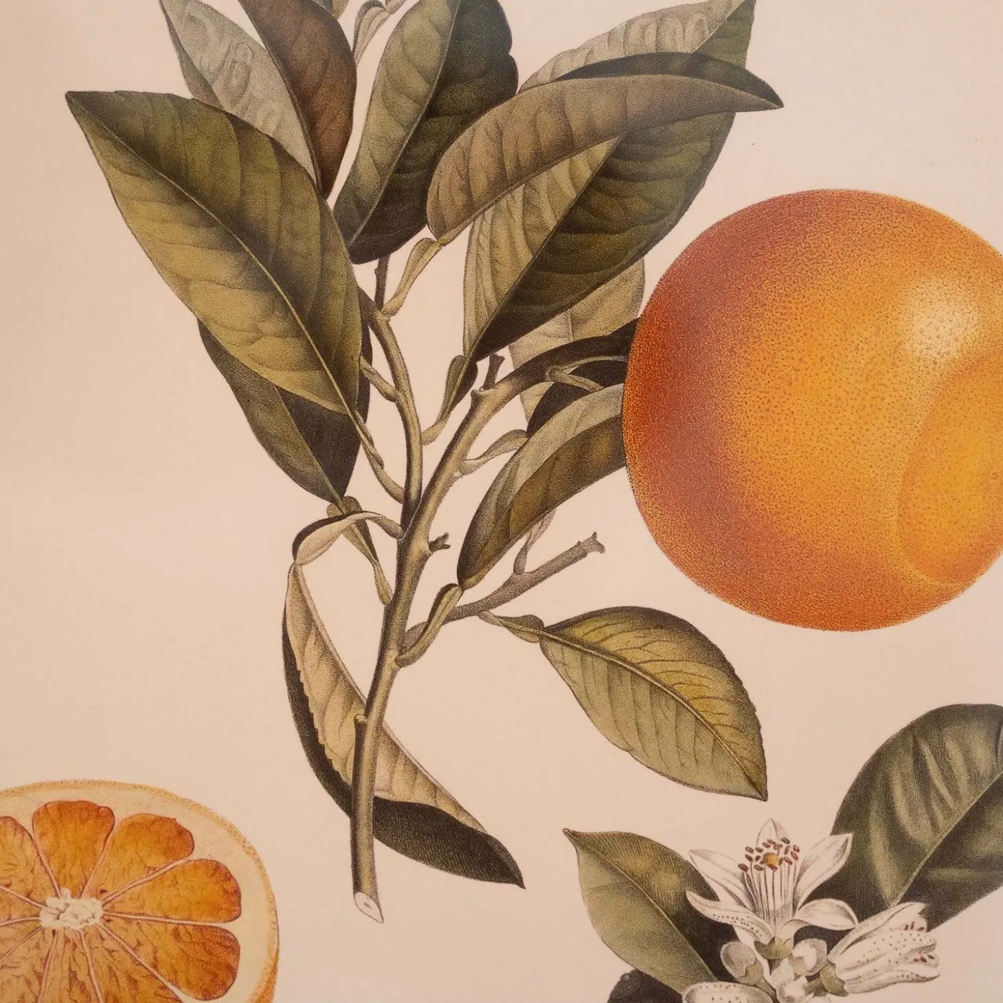 Crowned Bitter Orange Print with Oak Frame