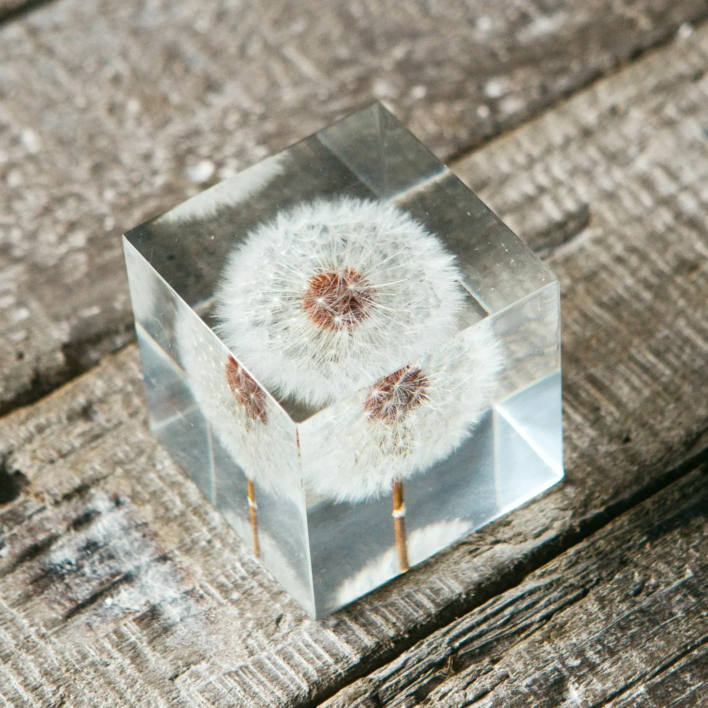 Dandelion Paperweight