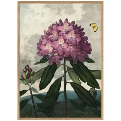 Enchanted Rhodonia Print with Oak Frame