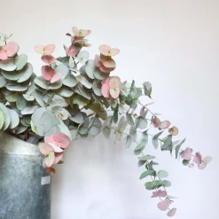 Faux Peach Tint Eucalyptus Spray