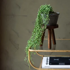 Faux String of Pearls in Pot