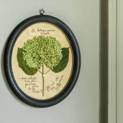 Framed Annabelle Pressed Flowers