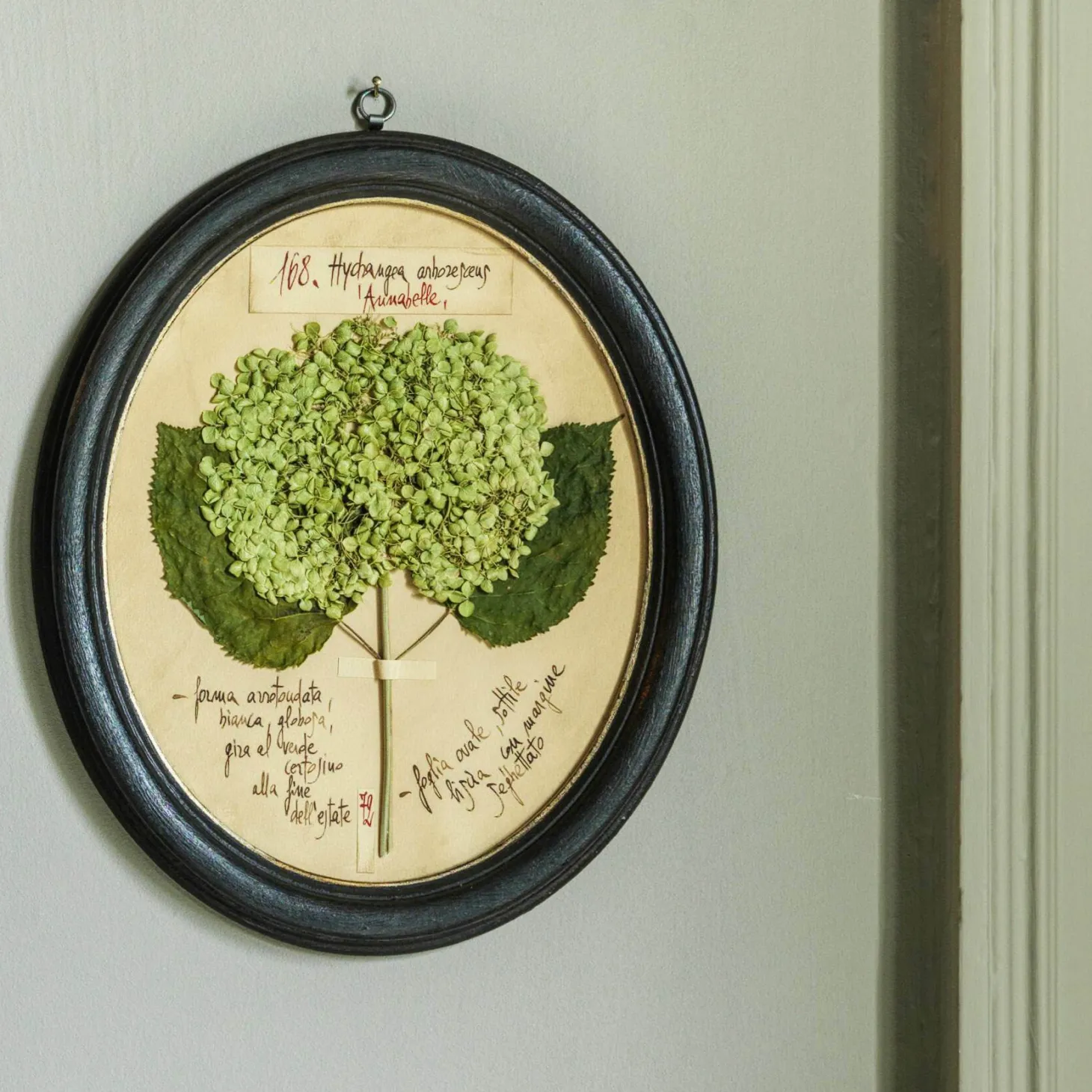 Framed Annabelle Pressed Flowers