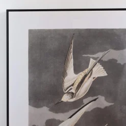 Framed Birds in Flight Print