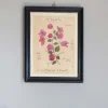 Framed Bougainvillea Pressed Flowers