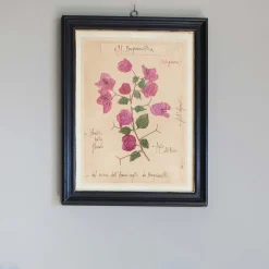 Framed Bougainvillea Pressed Flowers