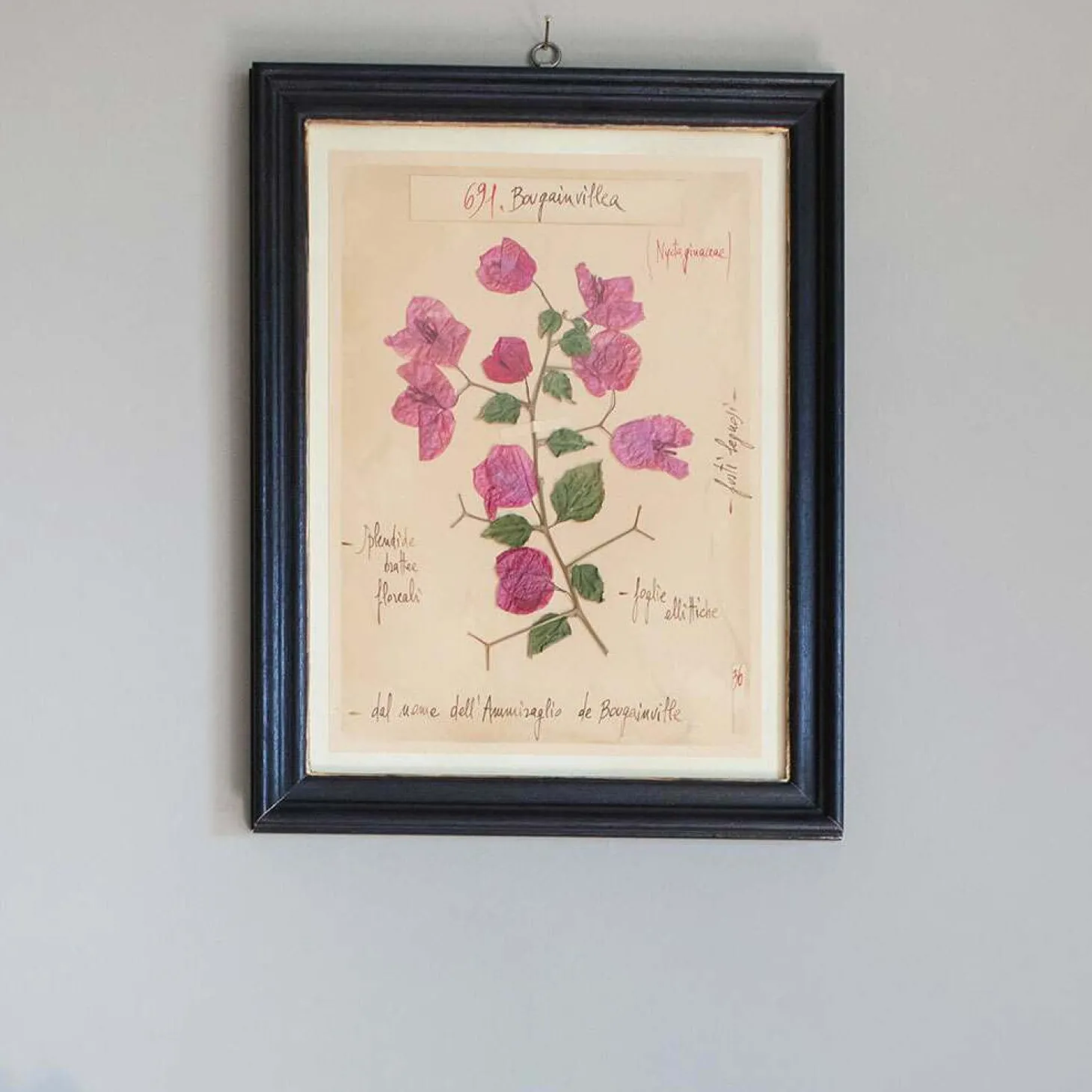 Framed Bougainvillea Pressed Flowers