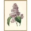 Framed Common Lilac Print