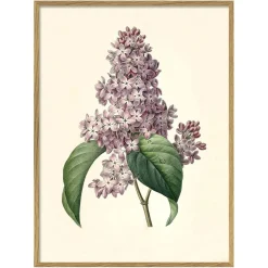 Framed Common Lilac Print