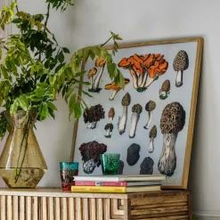Framed Fungi XII Print