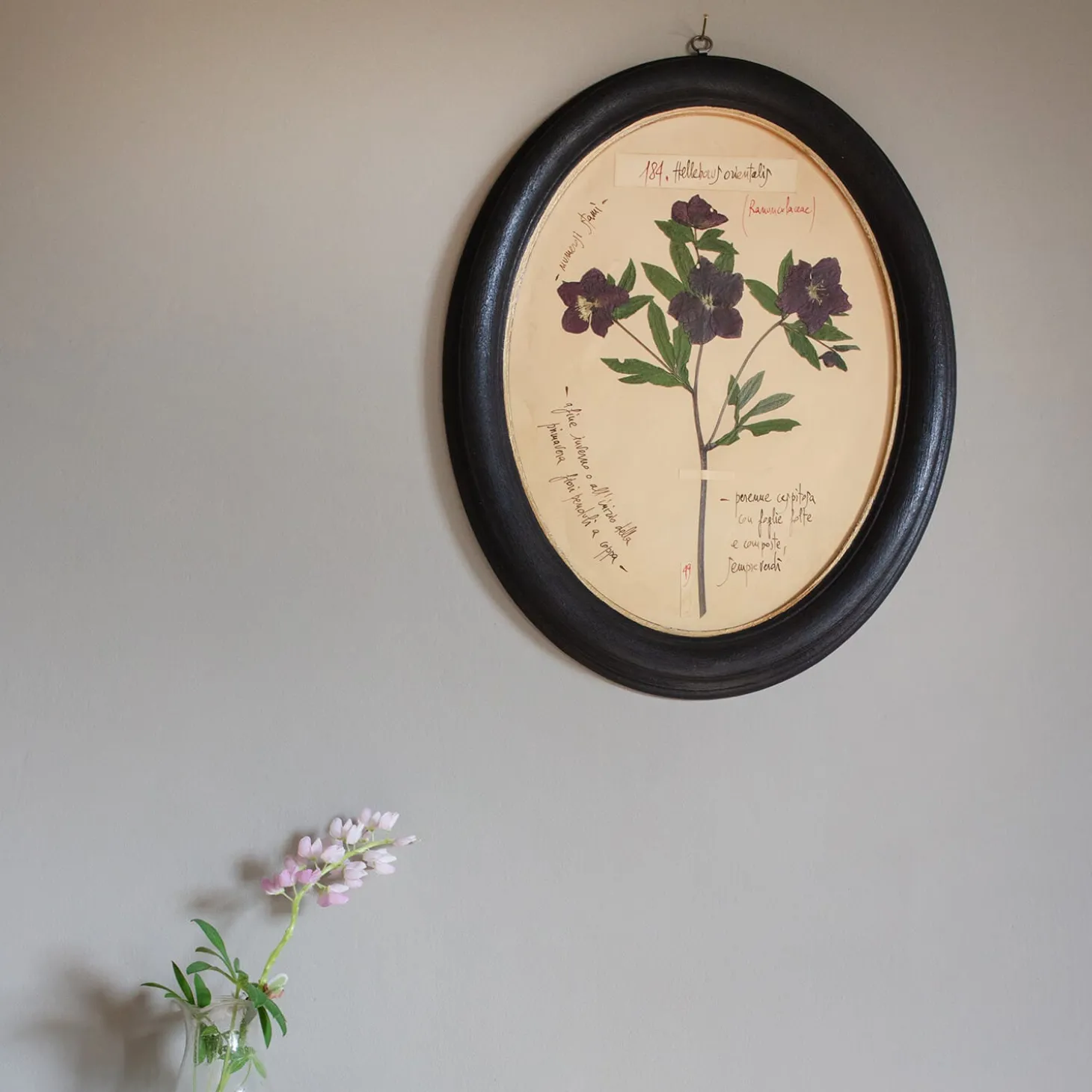 Framed Hellebore Pressed Flowers