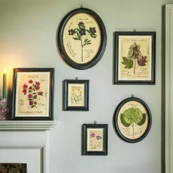 Framed Pelargonium Pressed Flowers