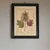 Framed Quercifolia Pressed Flowers