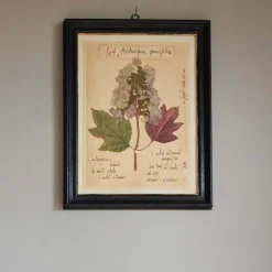 Framed Quercifolia Pressed Flowers