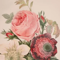 Framed Rose Anemonastrum Clematis Print