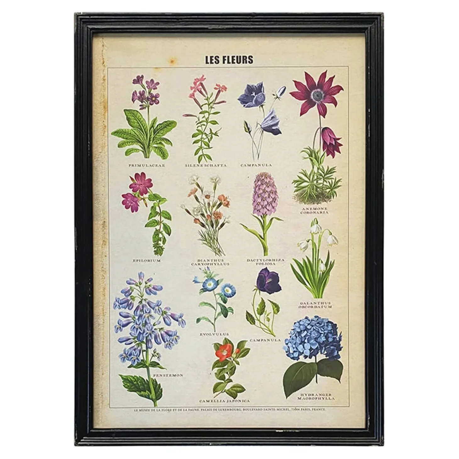Framed Vintage Flowers Print