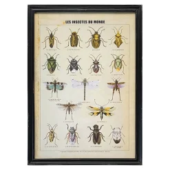 Framed Vintage Insects Print