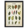 Framed Vintage Leaves Print