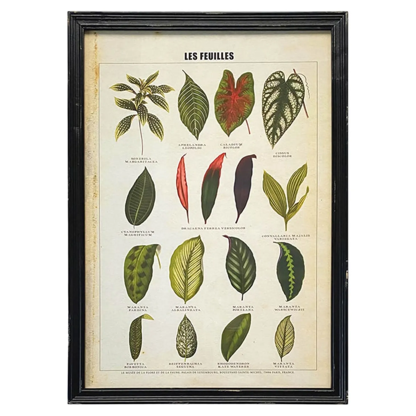 Framed Vintage Leaves Print