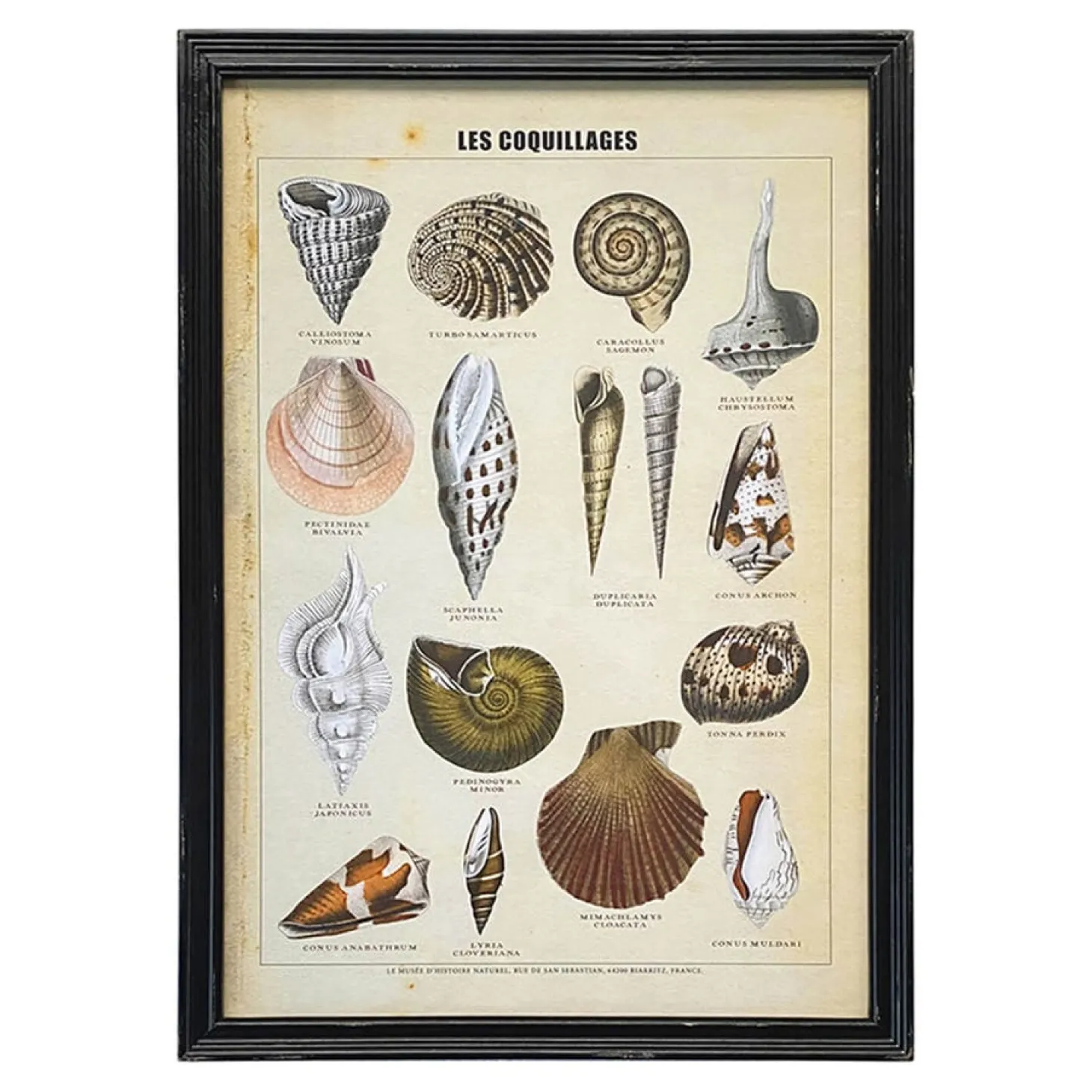 Framed Vintage Shells Print