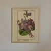 Framed Violet Print