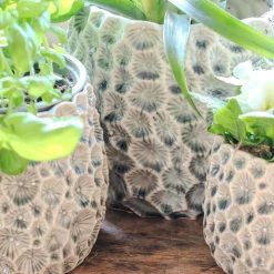 Grey Shell Plant Pots