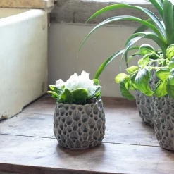 Grey Shell Plant Pots