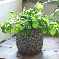 Grey Shell Plant Pots