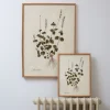 Medium Framed Salvia Bullata Herb Print