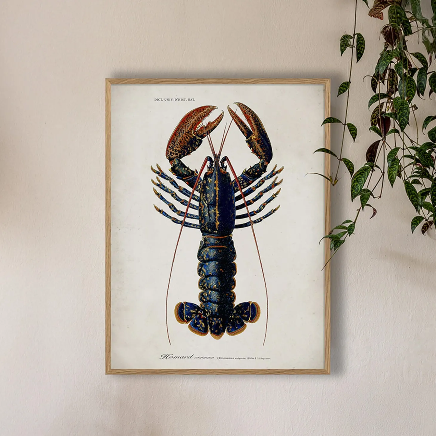 Oak Framed Lobster Print - 70 x 100cm
