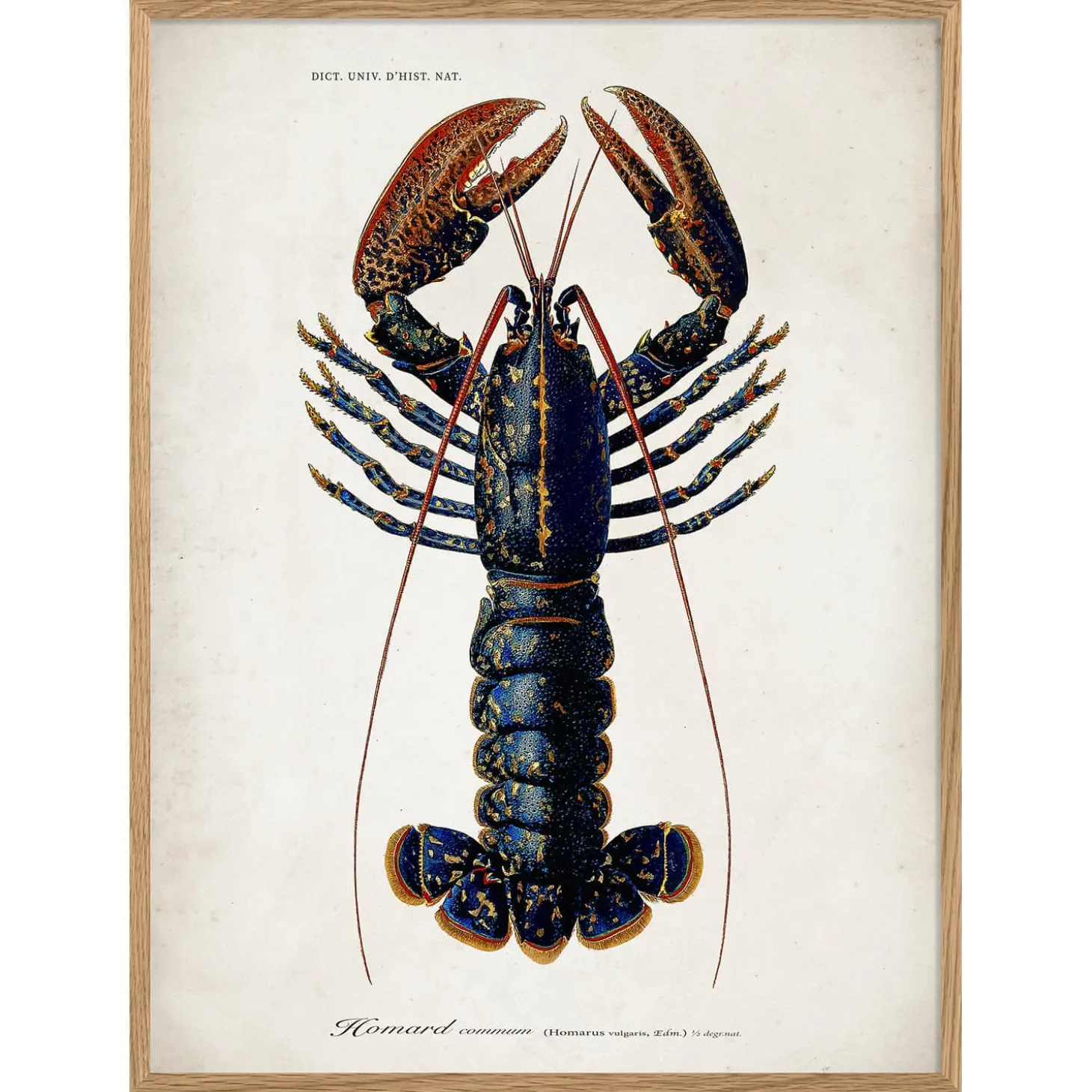 Oak Framed Lobster Print - 70 x 100cm