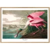 Roseate Spoonbill Print with Oak Frame