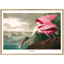 Roseate Spoonbill Print with Oak Frame