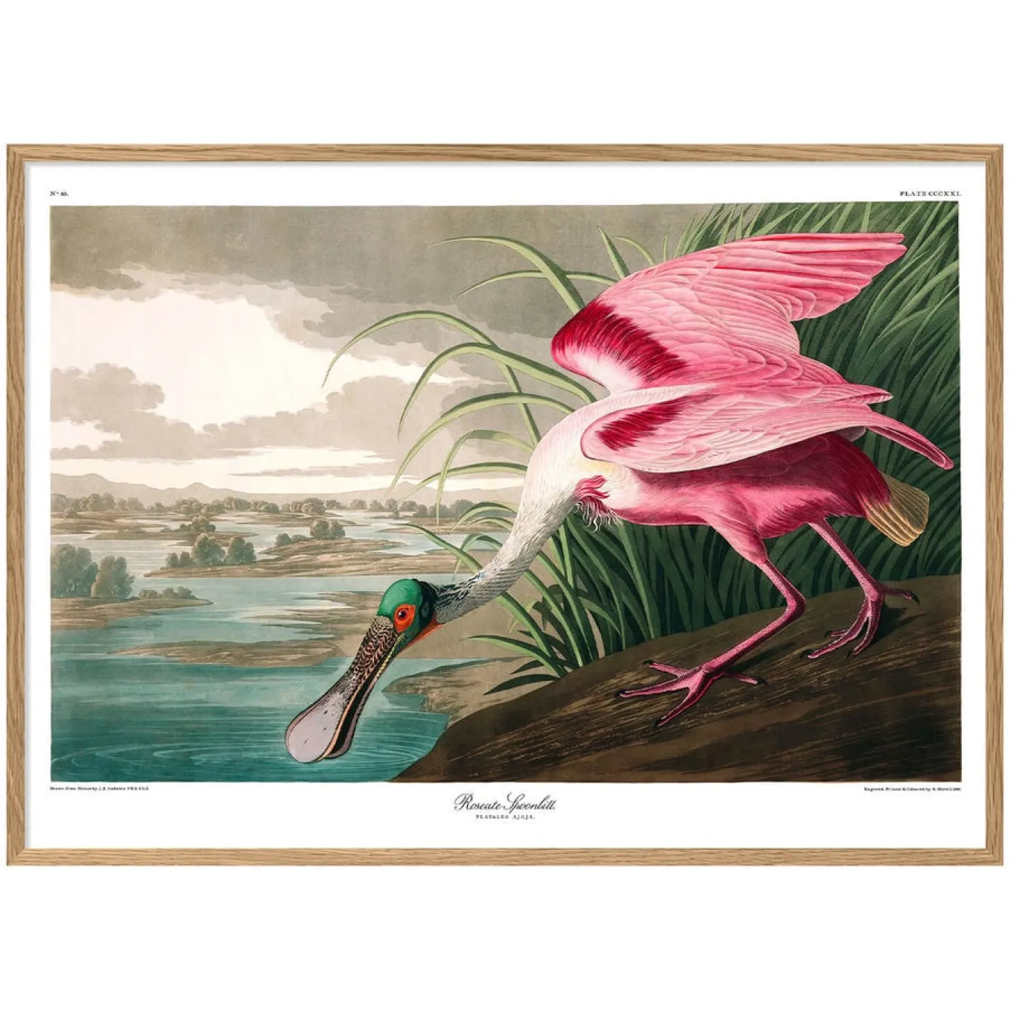 Roseate Spoonbill Print with Oak Frame