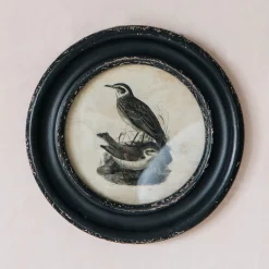 Round Framed Bird Prints