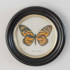 Set of Four Butterfly Prints