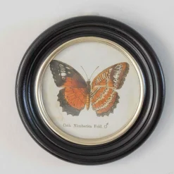 Set of Four Butterfly Prints