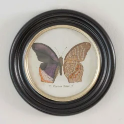 Set of Four Butterfly Prints