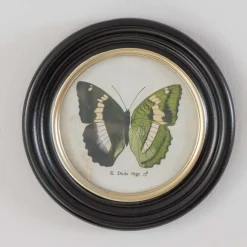Set of Four Butterfly Prints
