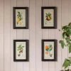 Set of Four Framed Vintage Fruit Prints